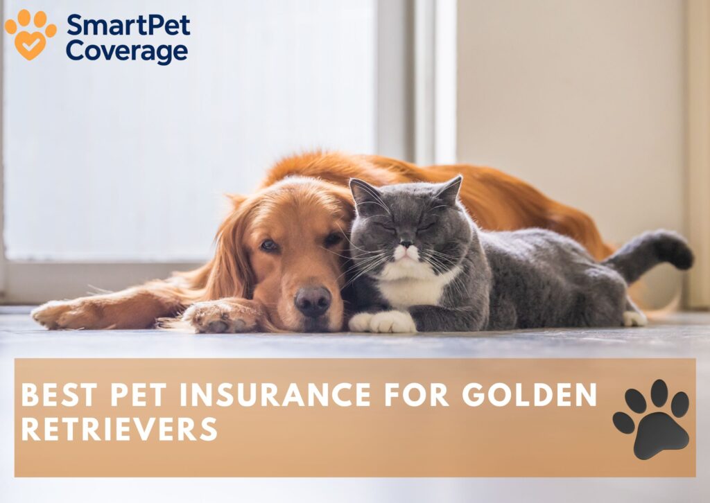 Best Pet Insurance for Golden Retrievers