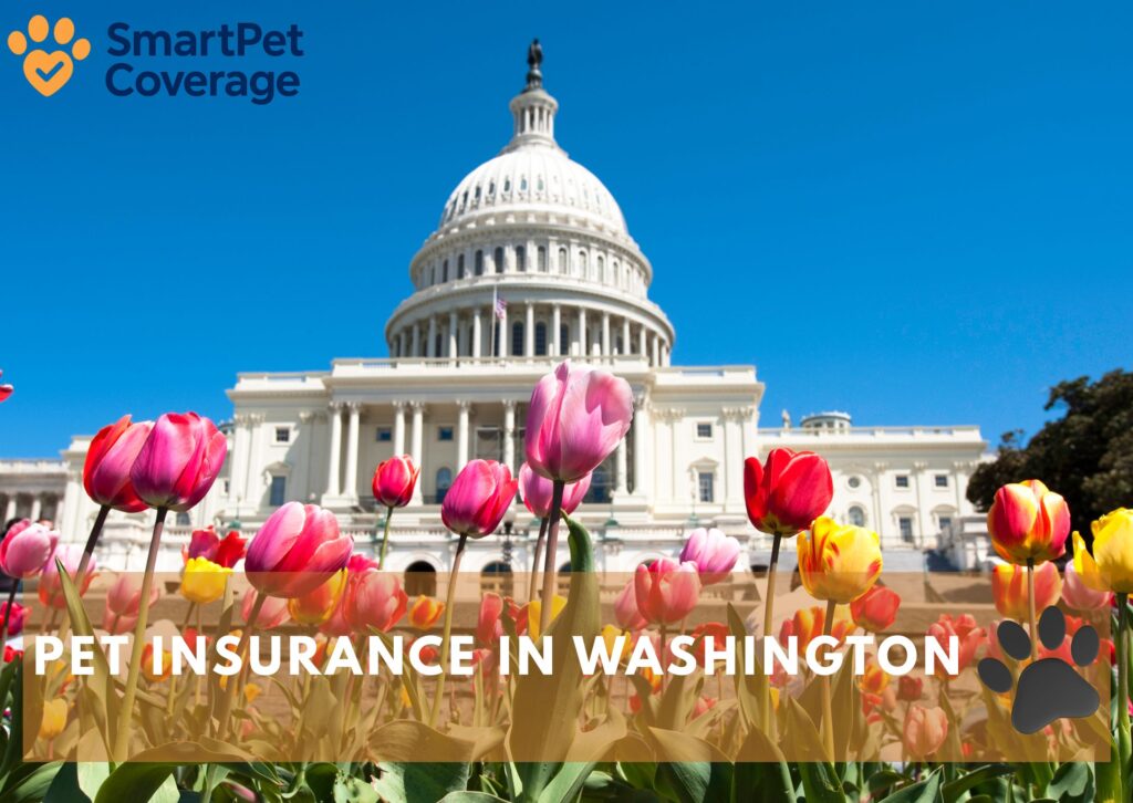 Pet Insurance in Washington