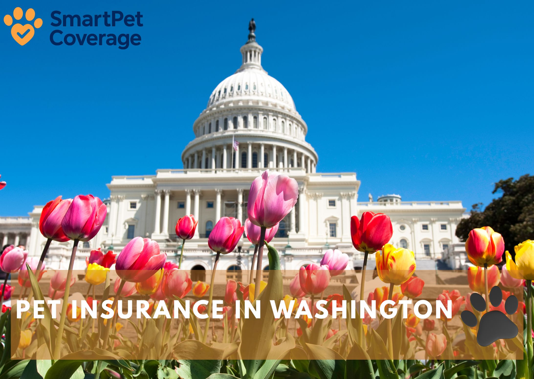 Pet Insurance in Washington