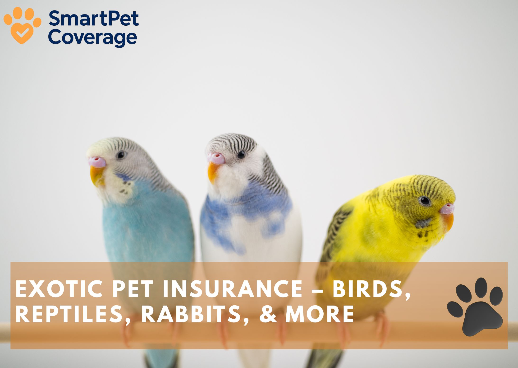 Exotic Pet Insurance – Birds, Reptiles, Rabbits, & More