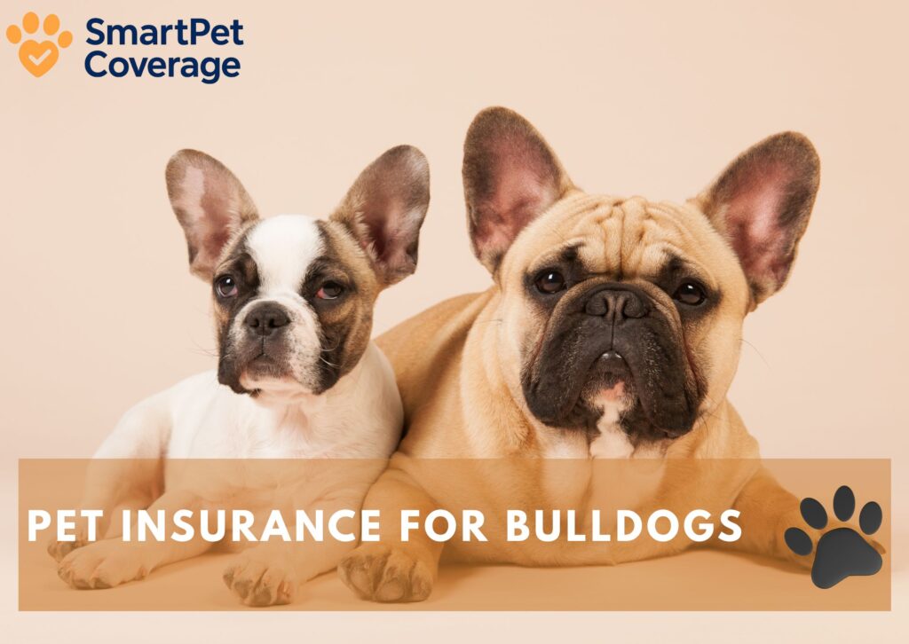 Pet Insurance for Bulldogs
