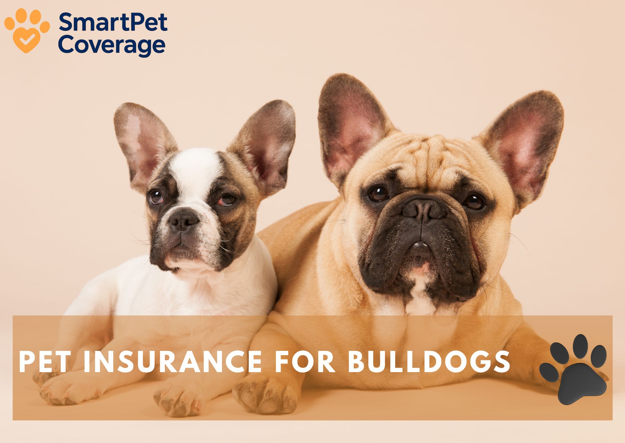 Pet Insurance for Bulldogs