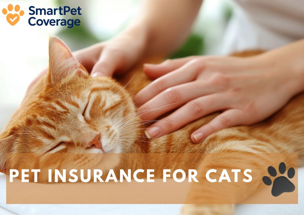 Pet Insurance for Cats