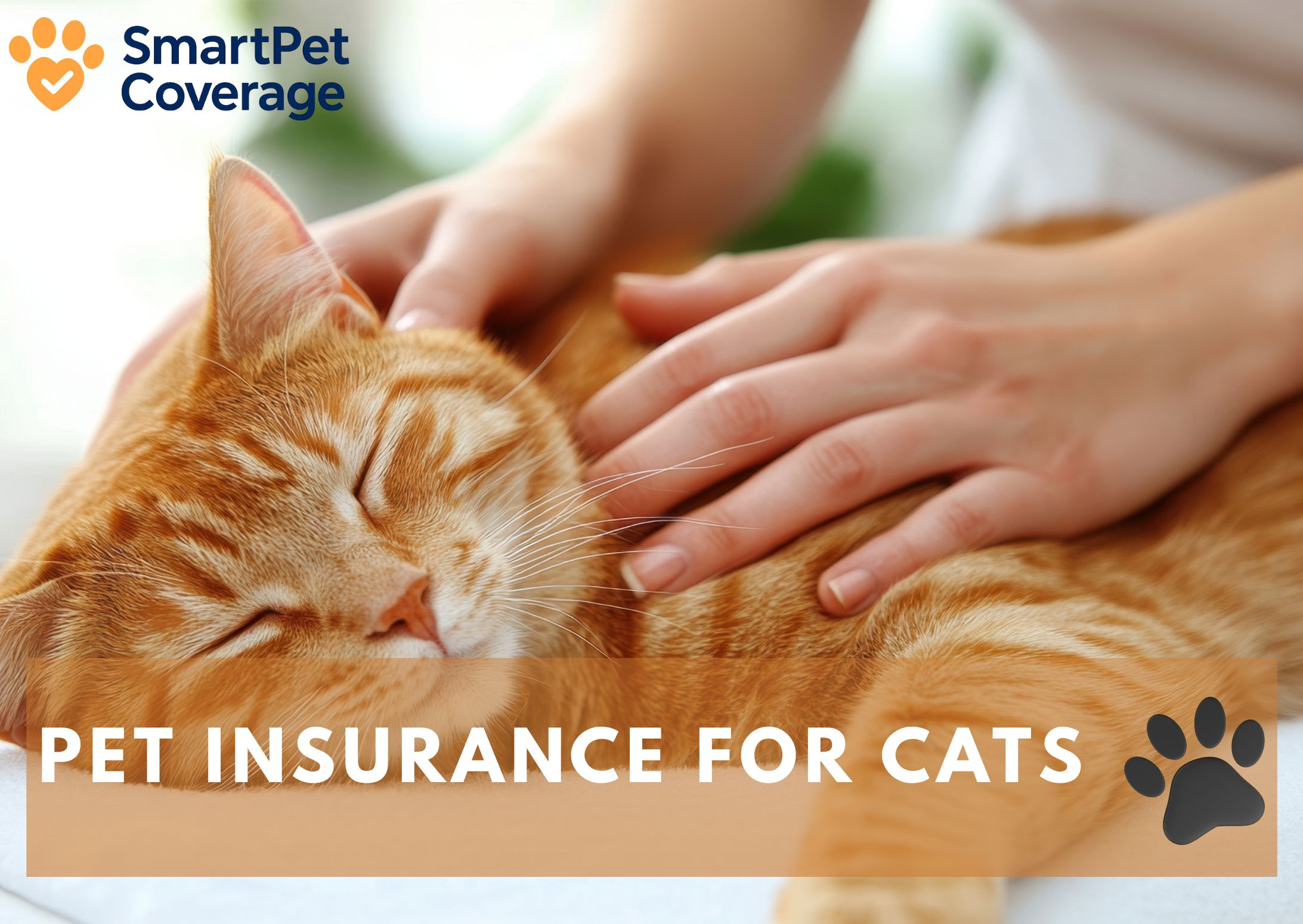 Pet Insurance for Cats