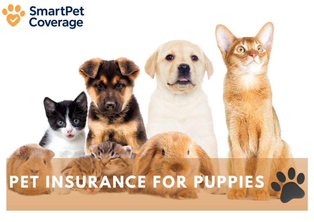 Pet Insurance for Puppies