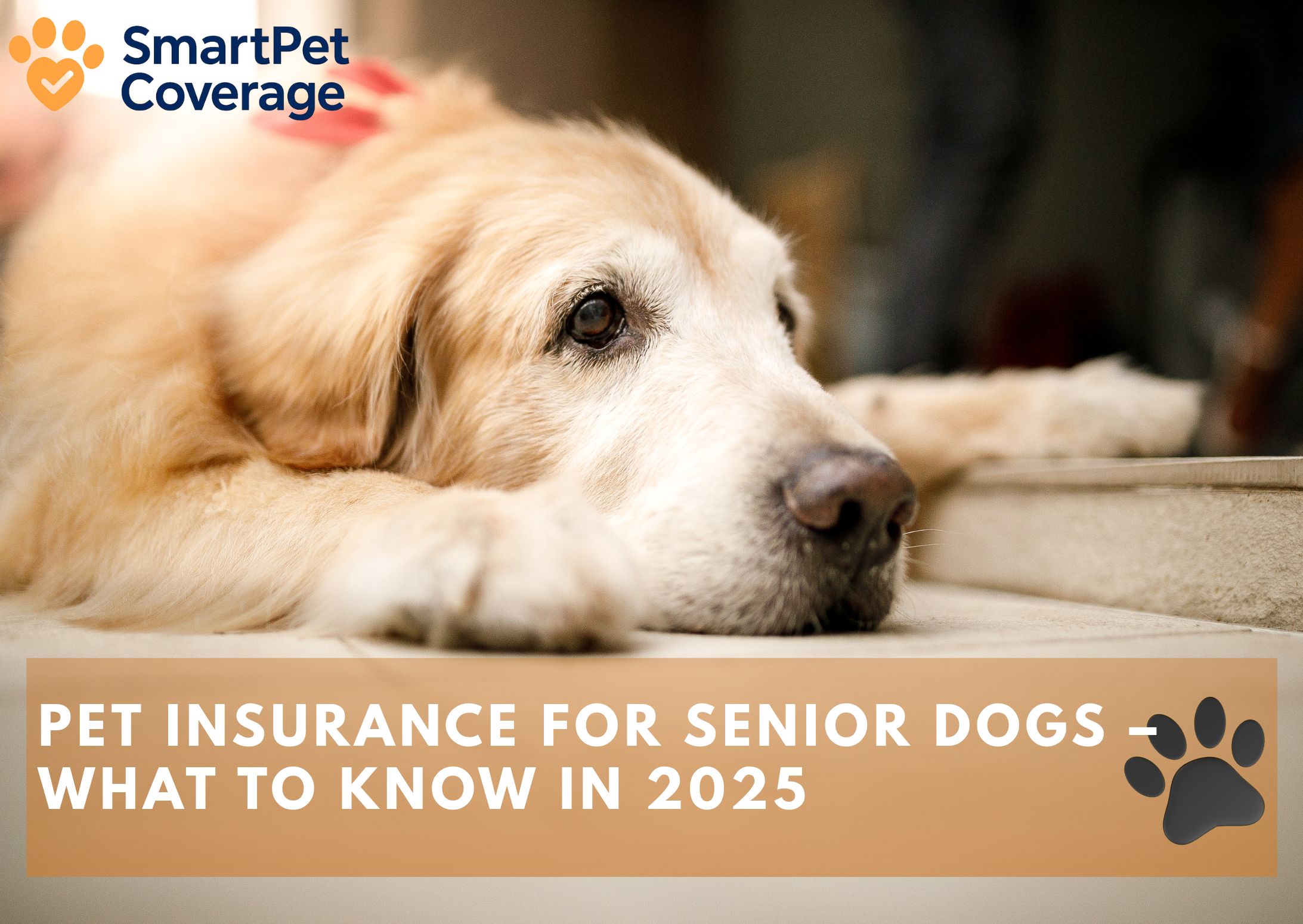 Pet Insurance for Senior Dogs – What to Know in 2025